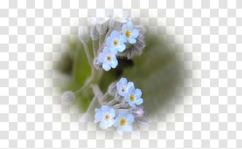 Scorpion Grasses - Frame - Myosotis Transparent PNG