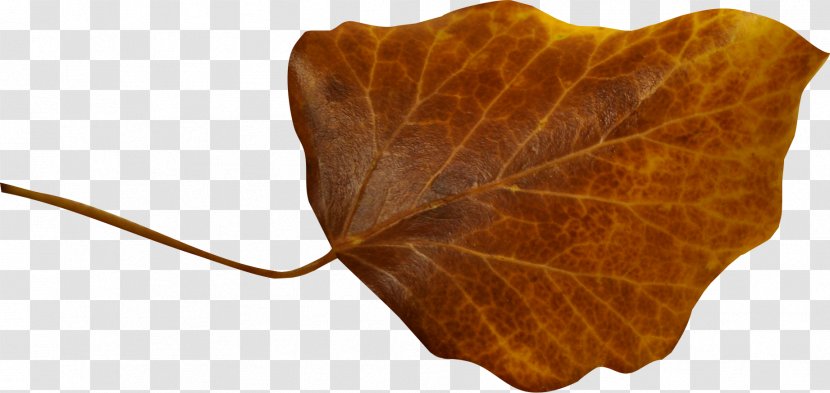 Leaf Photography Orange Clip Art - Color - Autumn Transparent PNG