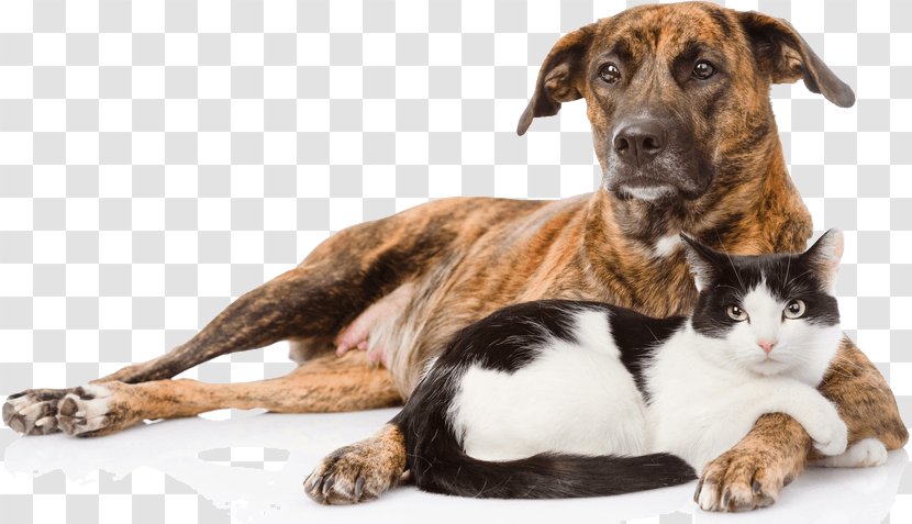 Dog–cat Relationship Dog Crate Puppy Transparent PNG