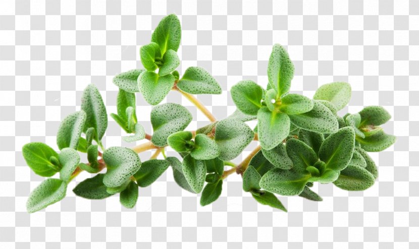 Breckland Thyme Stock.xchng Stock Photography Royalty-free - Thymus Background Transparent PNG