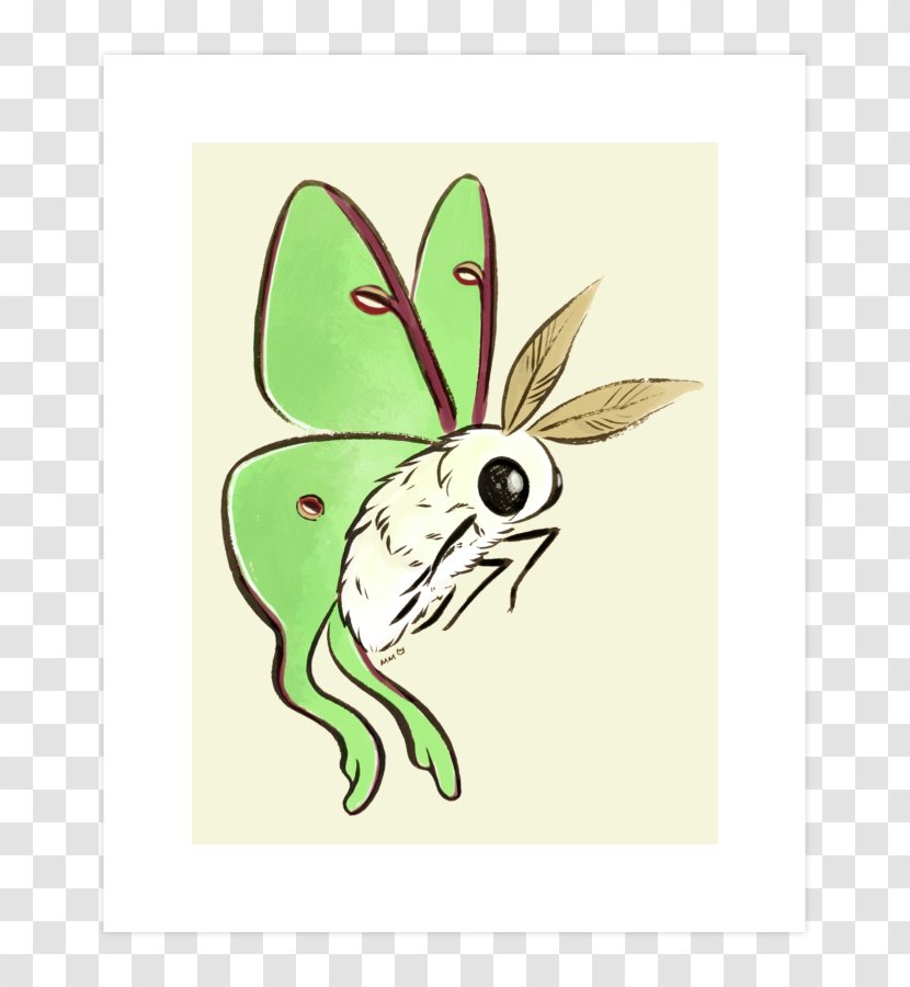 Butterfly Luna Moth Insect - Rabbit Transparent PNG