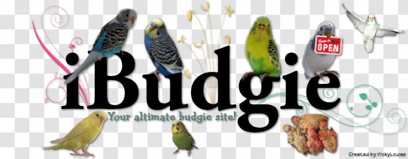 The Budgerigar Parakeet Bird Beak - Text Transparent PNG