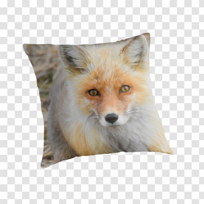 Red Fox Fur Snout Wildlife - Material Transparent PNG