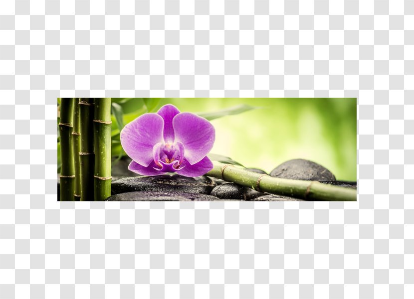 Orchids Canvas Glass Glasbild Kunstdruck - Relax Transparent PNG