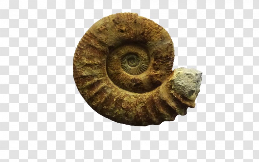 Sea Snail Close-up Fossil Group Transparent PNG
