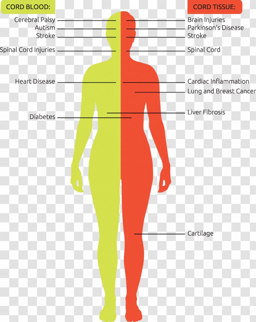 Cord Blood Bank Stem-cell Therapy Umbilical - Silhouette Transparent PNG