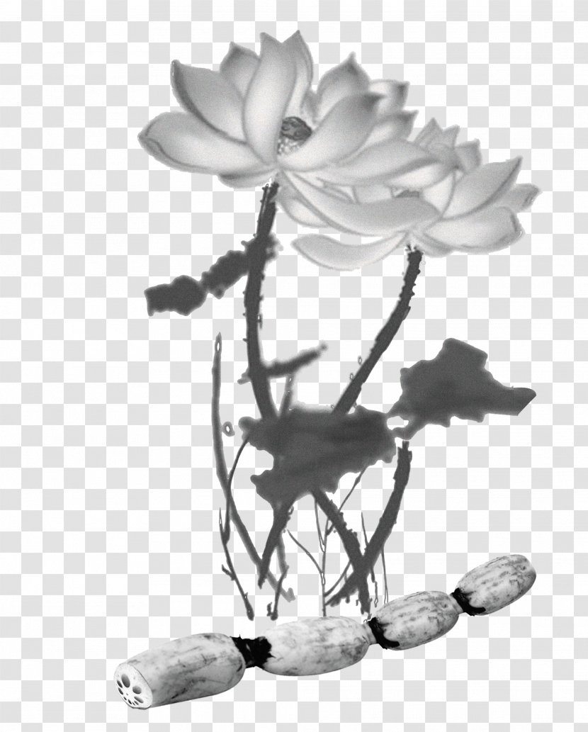Nelumbo Nucifera Lotus Seed App Store - Food - Black And White Ink Transparent PNG