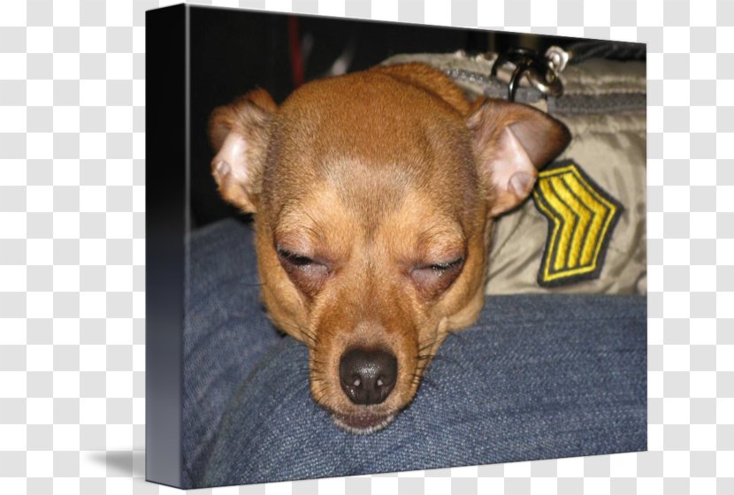 Dog Breed Chihuahua Puppy Miniature Pinscher Imagekind Transparent PNG