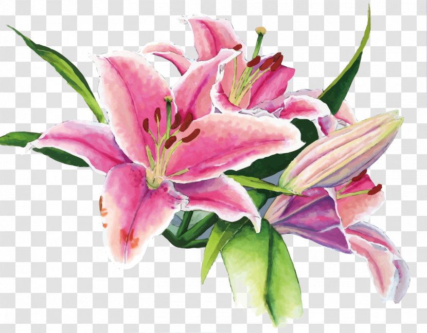 Floral Design Lilium Watercolor Painting - Flower Bouquet - Vector Lily Transparent PNG