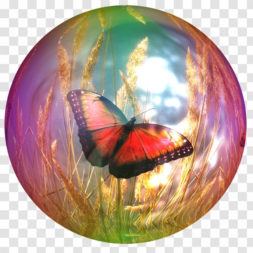 Butterfly Soap Bubble KGuru Quest Image - Insect Transparent PNG