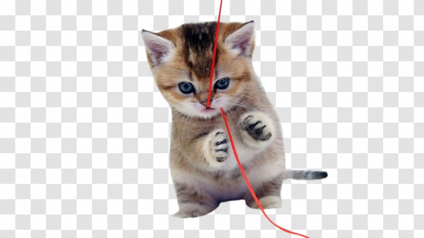 Cat Kitten Dog Cuteness Puppy - Carnivoran - Naughty Transparent PNG
