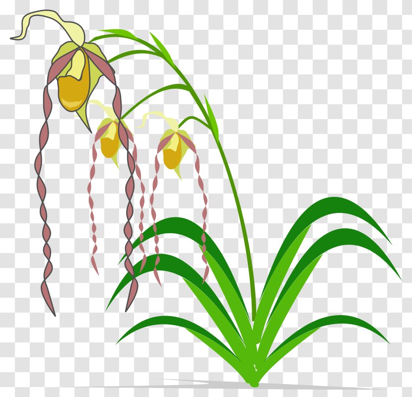 Easter Lily Popular Orchids Clip Art - Leaf - Columbian Orchid Cliparts Transparent PNG