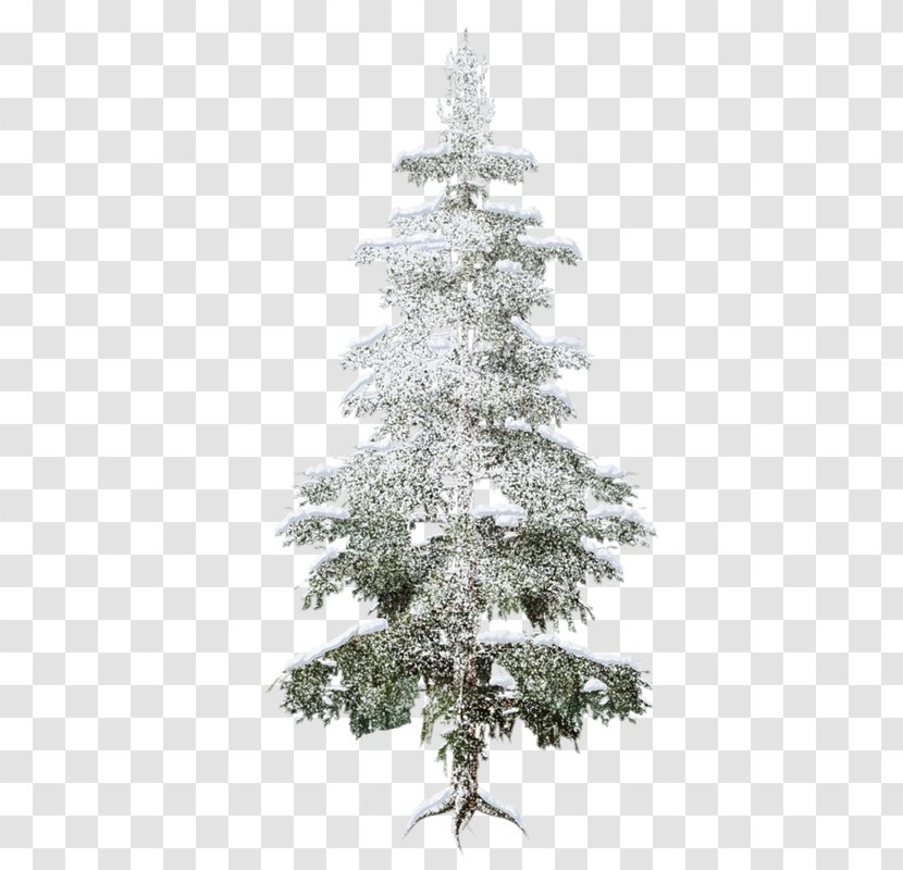 Spruce Forest Christmas Tree Fir Transparent PNG