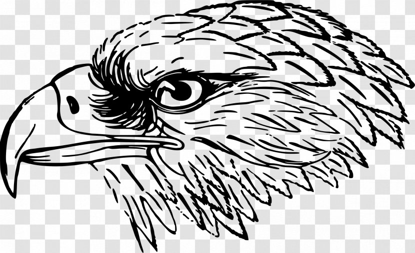 Bald Eagle Bird Black-and-white Hawk-eagle - Accipitridae - Falcon Vector Transparent PNG