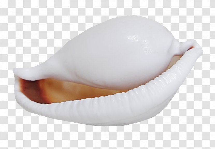 Seashell Conch White - Sea Snail - Beautiful Transparent PNG