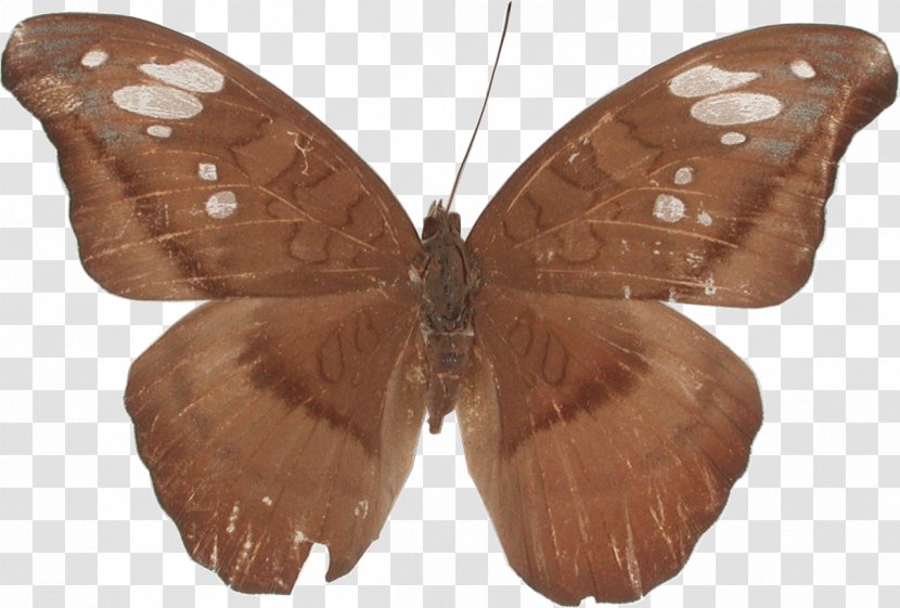 Butterfly Tanaecia Julii Moth Brush-footed Butterflies - Cartoon Transparent PNG