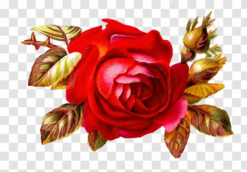 Rose Flower Clip Art - Frame - Red Roses Transparent PNG