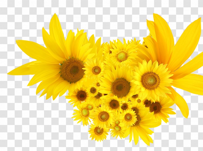 Common Sunflower Calendula Officinalis Seed - Information - Yellow Sunflowers Transparent PNG