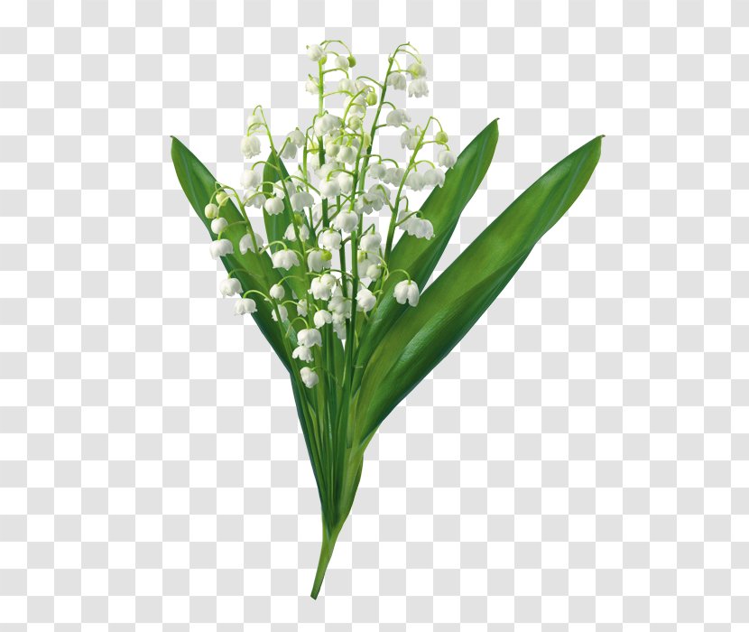 Lily Of The Valley Clip Art - Arumlily Transparent PNG