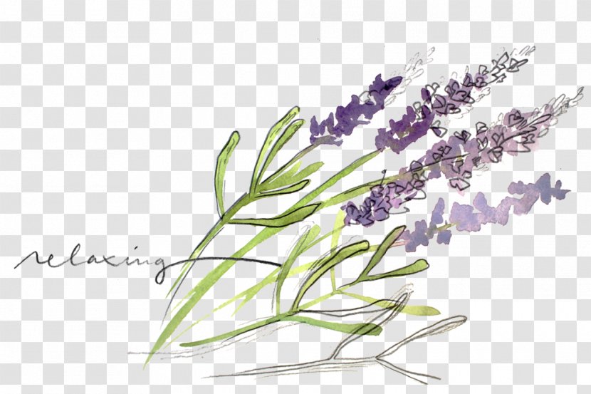 English Lavender Essential Oil Watercolor Painting Herb - Cartoon - Lauryl Transparent PNG