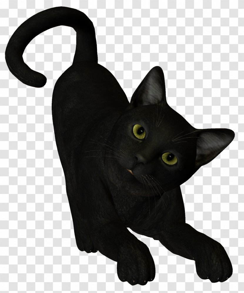 Black Cat Boszorkxe1ny - Gimp - Witch Transparent PNG