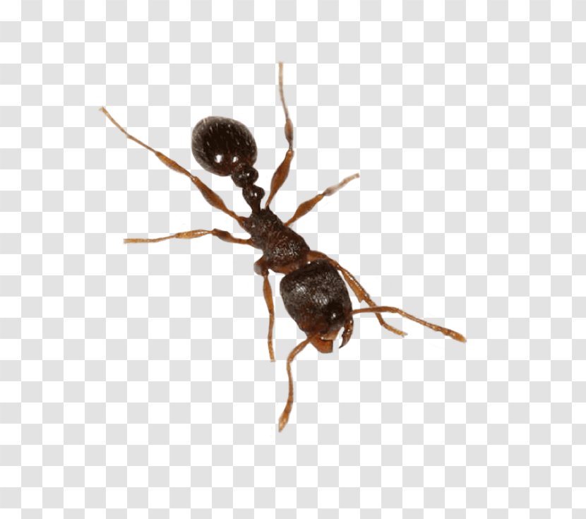 Ant Cartoon - Parasite Membranewinged Insect Transparent PNG