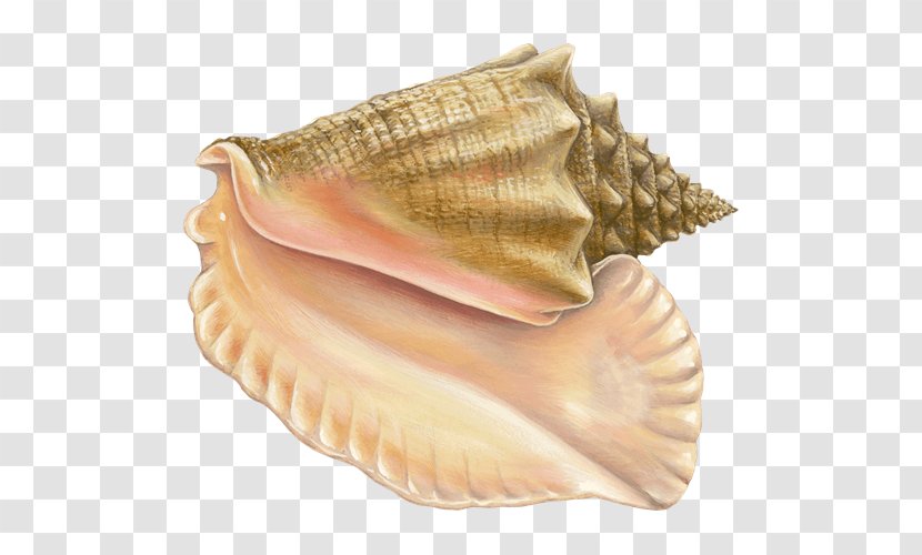 Monterey Bay Aquarium Clam Ankimo Mussel Oyster - Conch Transparent PNG