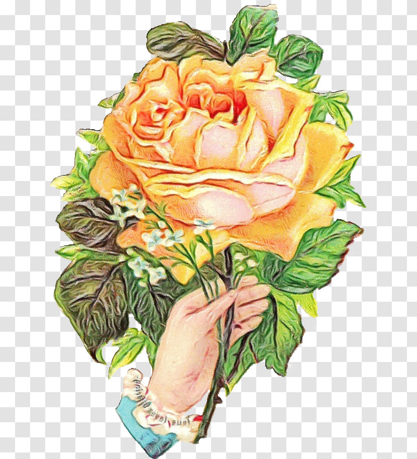 Garden Roses Transparent PNG