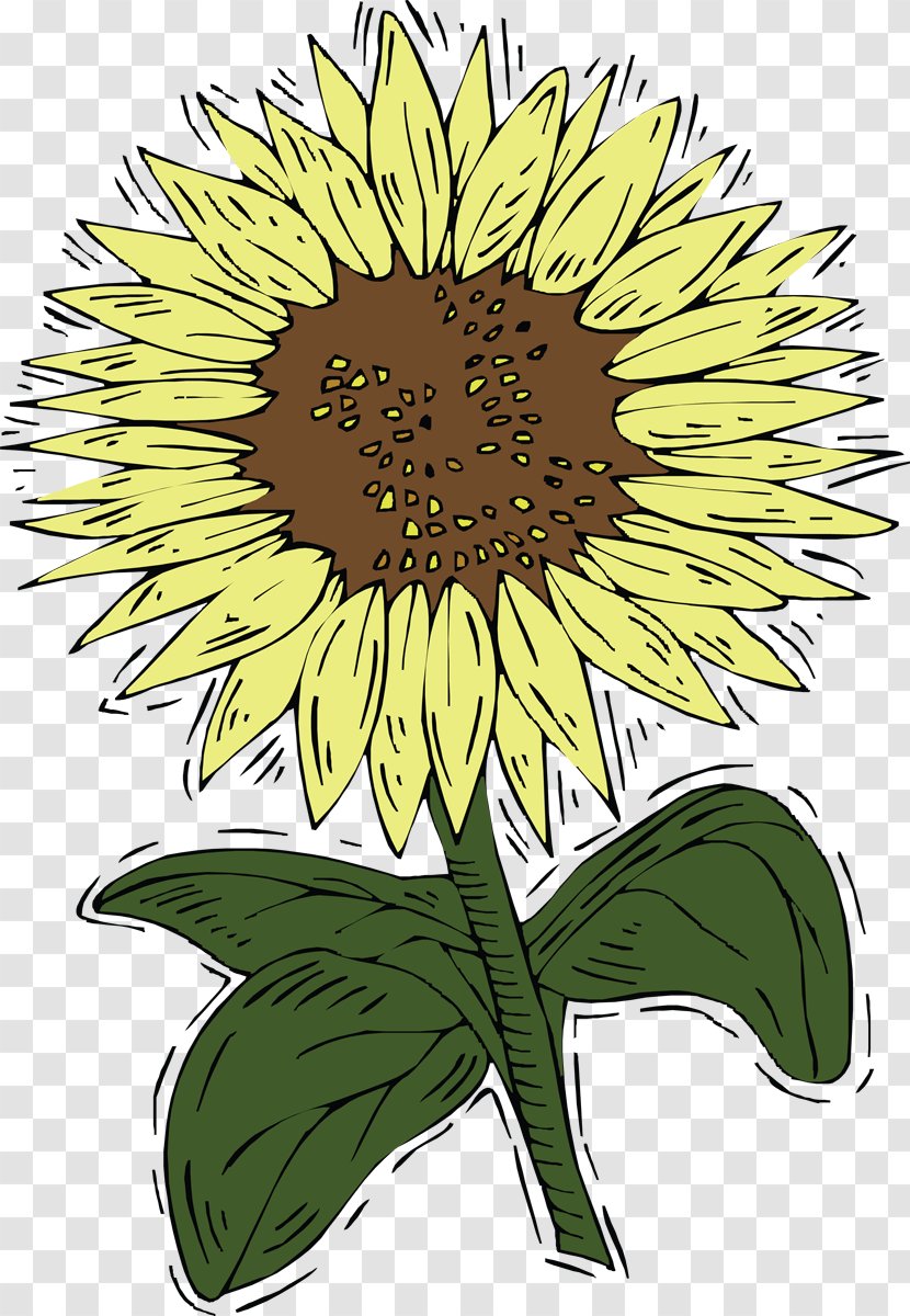Common Sunflower Clip Art - Flowering Plant Transparent PNG