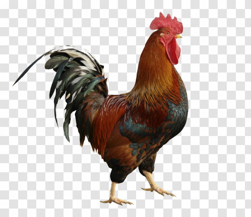 Gallic Rooster The Twelve Caesars National Symbol Chicken Transparent PNG