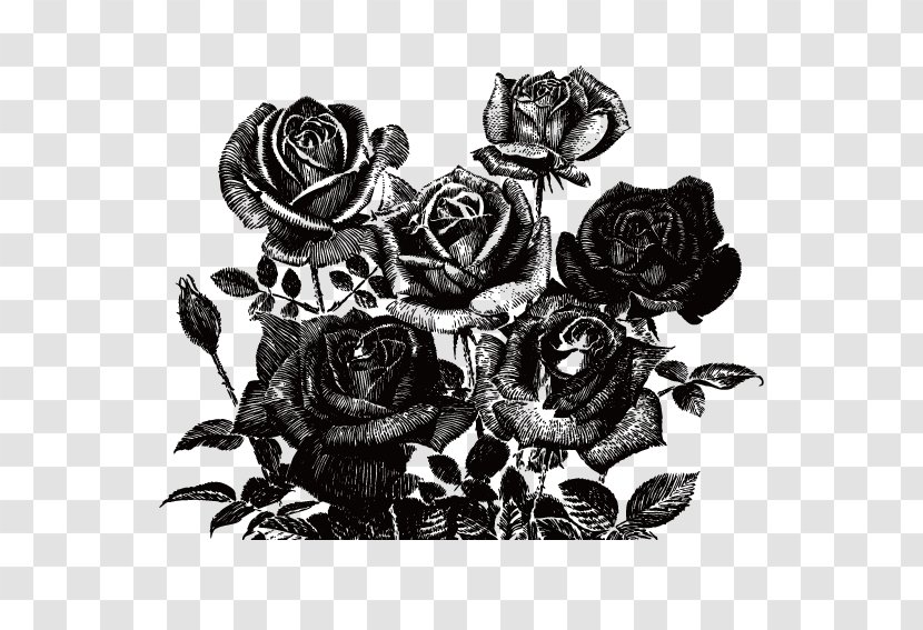 Black Rose Drawing - Petal - Bud Japanese Camellia Transparent PNG