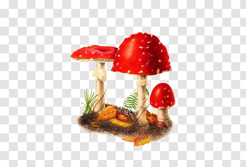 Amanita Muscaria Edible Mushroom Watercolor Painting - Orange - Red Transparent PNG