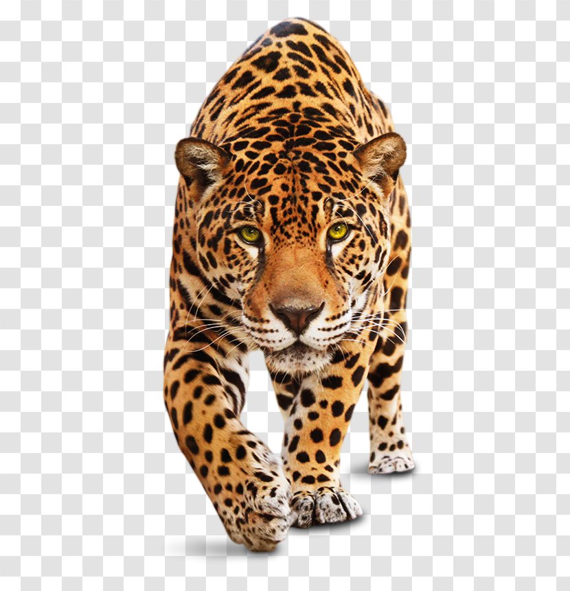 Leopard Jaguar Tiger Felidae Cheetah - Cat - Food Web For The Amazon Rainforest Transparent PNG