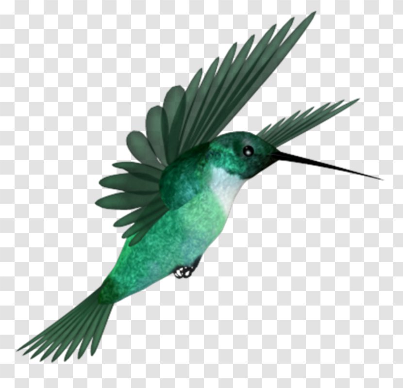 Hummingbird - Organism - Bird Transparent PNG