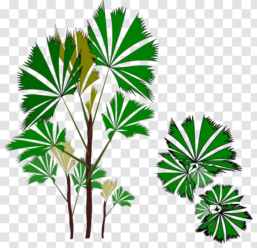 Asian Palmyra Palm Rhapis Excelsa Arecaceae Clip Art - Windows Metafile - Plant Transparent PNG