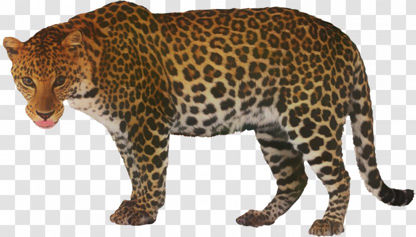 Leopard Black Panther Clip Art Cheetah - Wild Cat - Animal Figure Transparent PNG