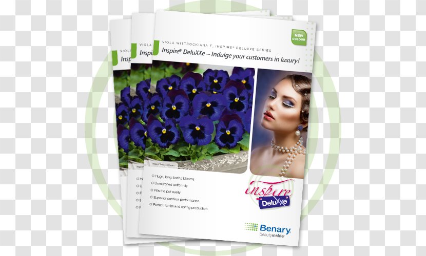 Formula 1 Wax Begonia Advertising Hair Coloring - Flower - Pentas Lanceolata Transparent PNG