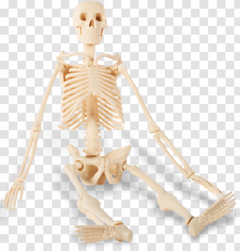 The Human Skeleton Bone Sitting - Watercolor Transparent PNG