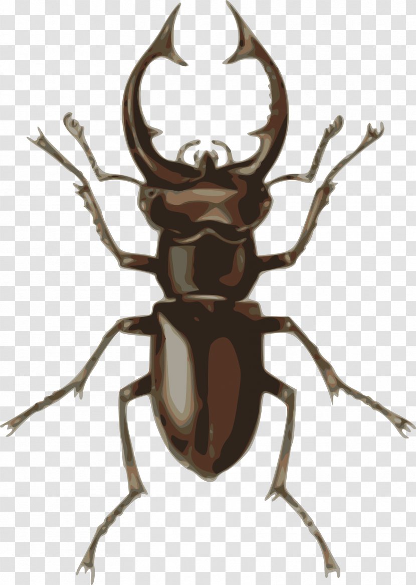 Stag Beetle Deer Clip Art - Royaltyfree - Roach Transparent PNG