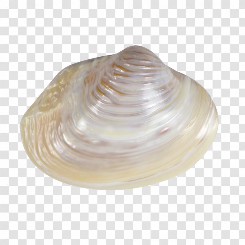 Clam Seashell Mussel Conchology Sea Snail Transparent PNG