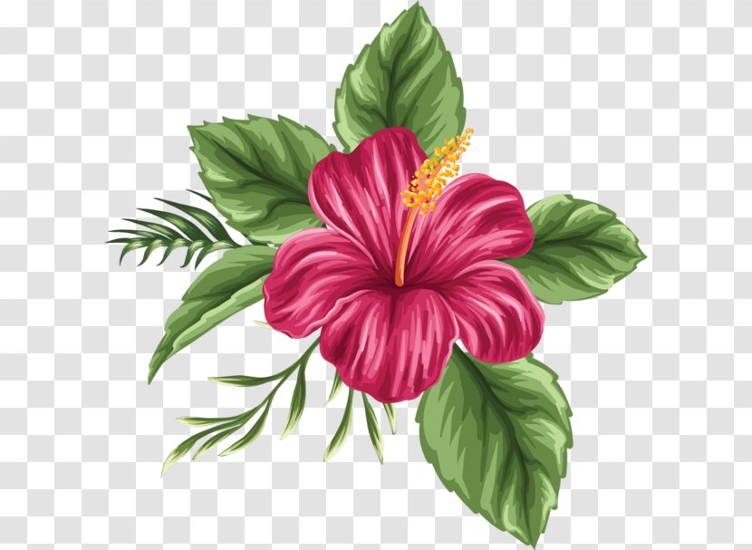 Hawaii Shoeblackplant Drawing Flower Bouquet - Hand Painted Hibiscus Transparent PNG