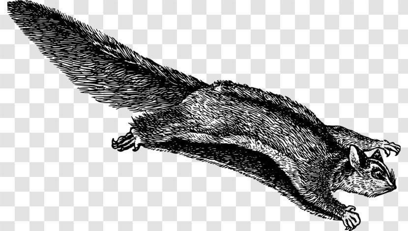 Flying Squirrel Rodent Tree Clip Art - Drawing Transparent PNG