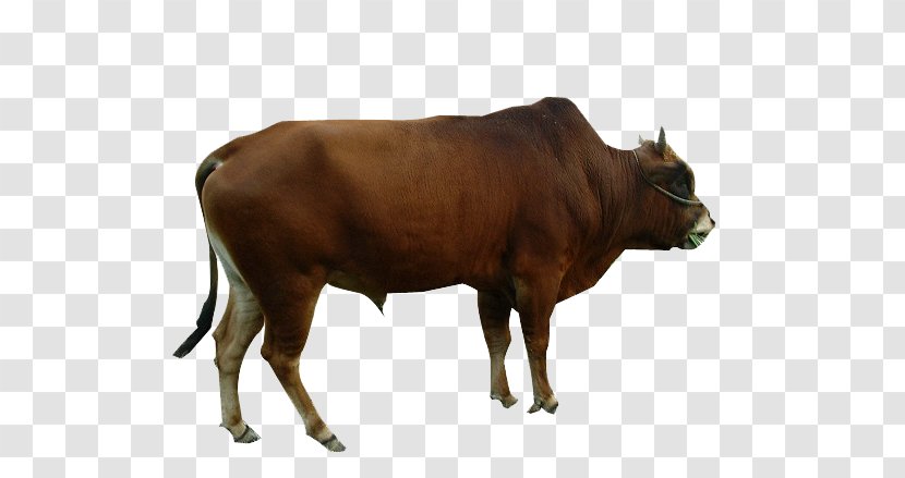 Dairy Cattle Ox Livestock - Oxen - Yellow Cow Transparent PNG
