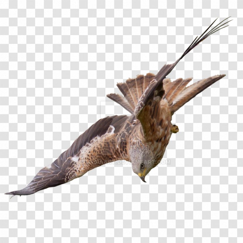 Bird Of Prey Buzzard Flight Falcon Transparent PNG