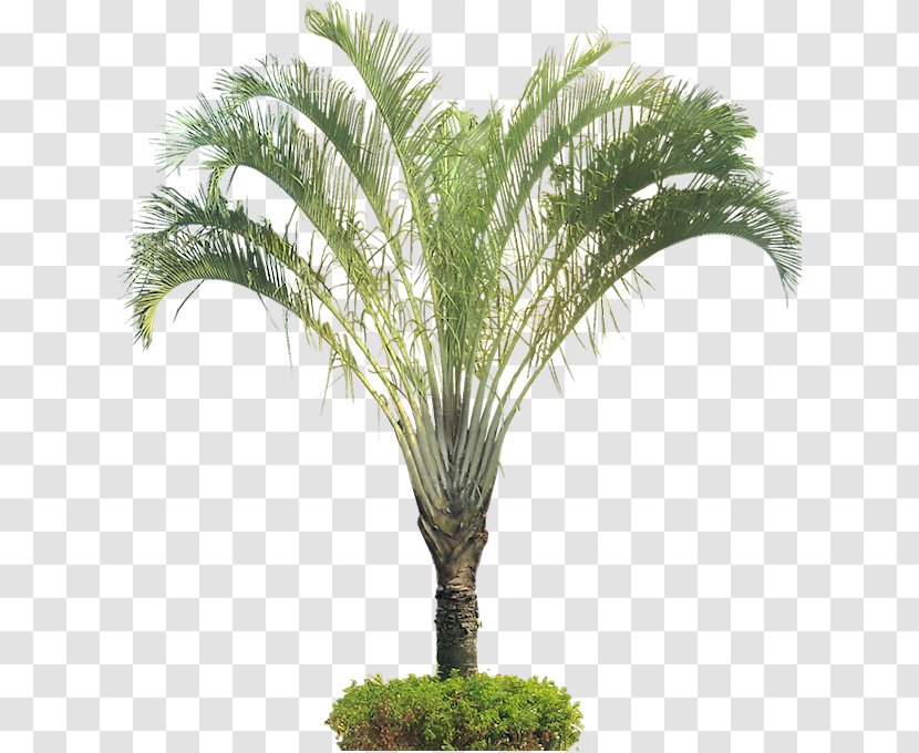 Arecaceae Dypsis Decaryi Tree Houseplant - Subtropics Transparent PNG