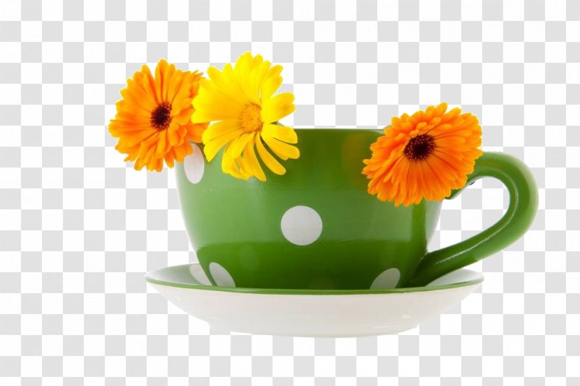 Coffee Cup Green Marigold Photography - Sunflower - Calendula And Mugs Transparent PNG