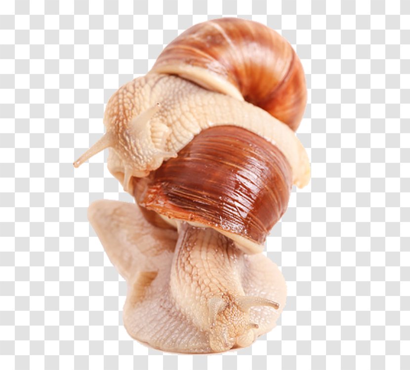 Burgundy Snail Cornu Aspersum Euclidean Vector - Snails Transparent PNG