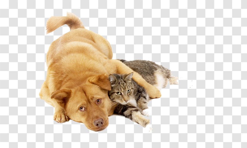 Cat Food Kitten Puppy Dog - Snout - Holding Transparent PNG