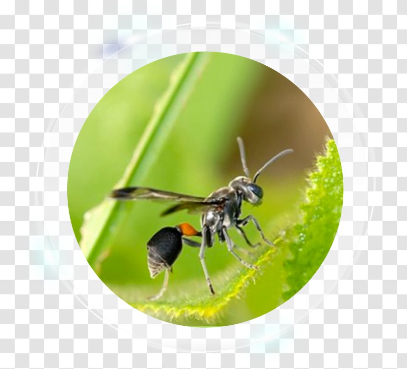 Characteristics Of Common Wasps And Bees Hornet Ant Pest Control - Organism - Bee Transparent PNG