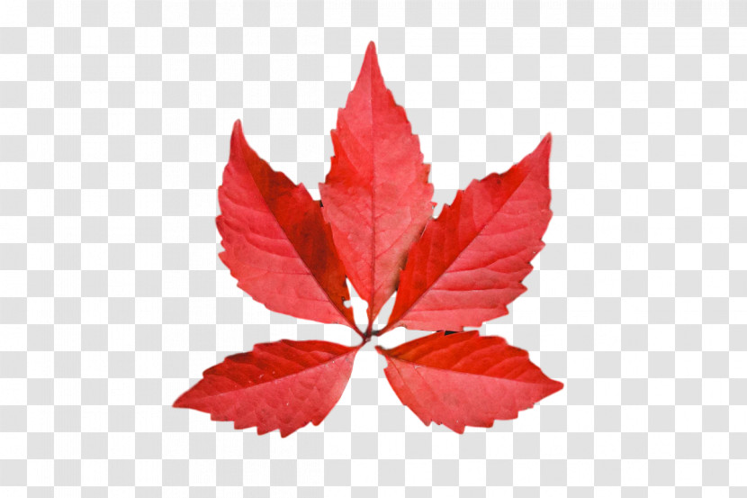 Leaf Maple Leaf / M Petal M-tree Tree Transparent PNG